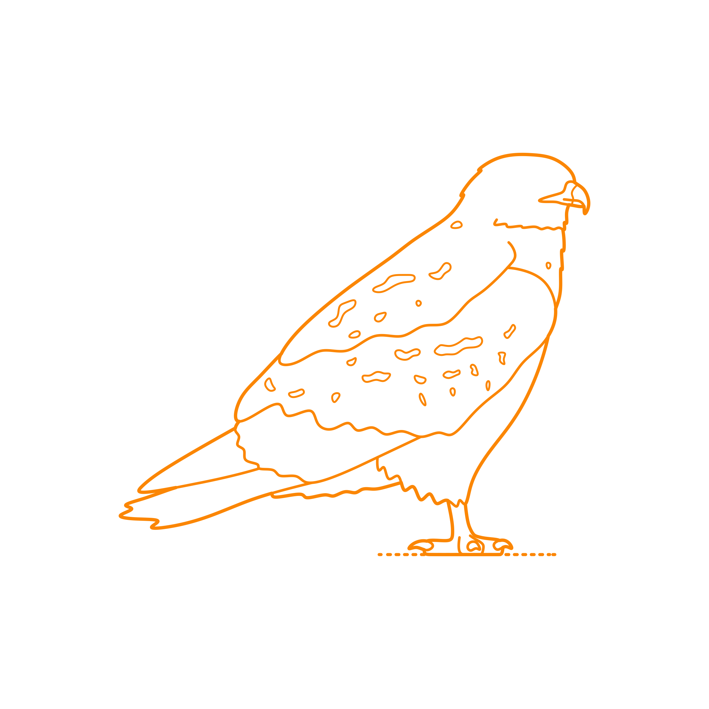Animals Birds Of Prey Red Tailed Hawk Outline Svg Vector Free Vectors